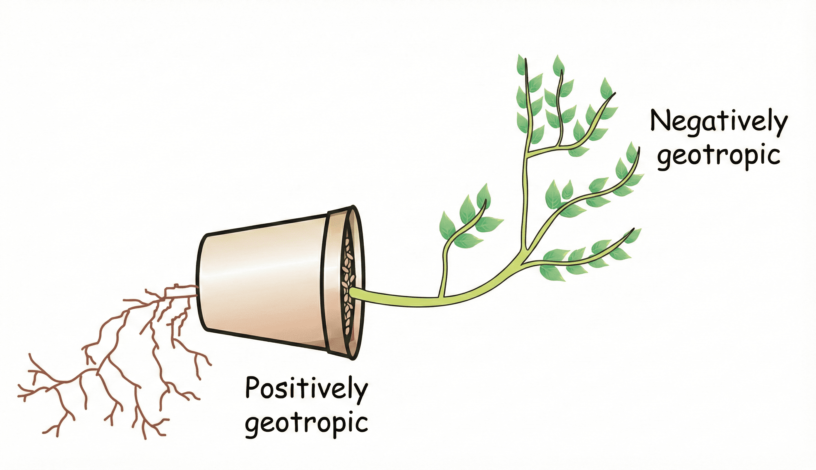 Geotropism Pot Experiment